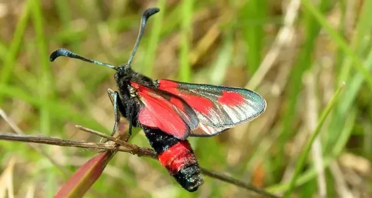 Papillon rouge et noir