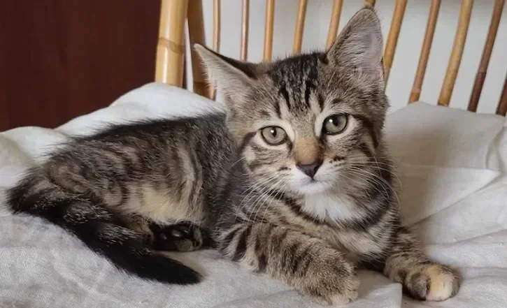 Un chat attendant son adoption