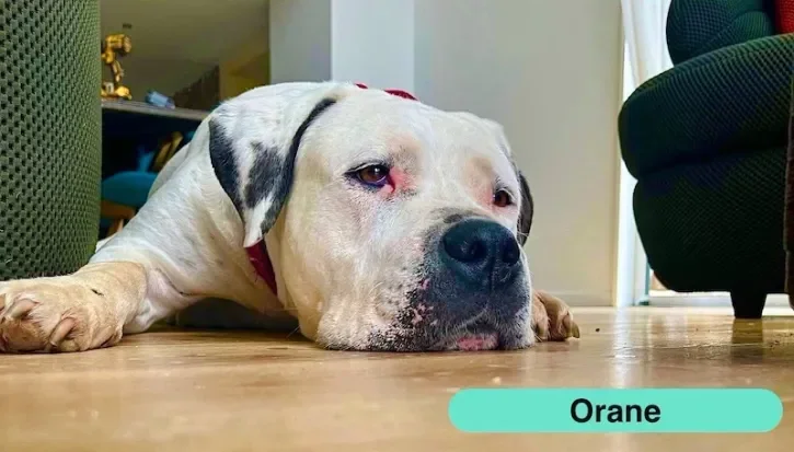 Orane, un chien d'Urgence maltraitance animale