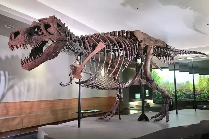 Le squelette d'un dinosaure.