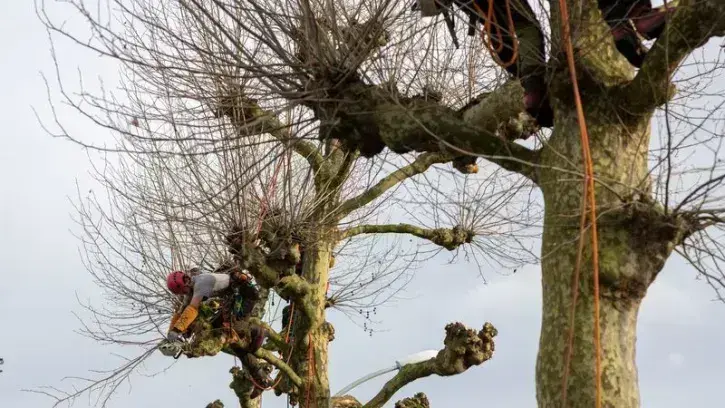 Chaque année, sur les 150 000 arbres qui se trouvent dans les rues et parcs nantais, 100 à 150 doivent être abattus, parce qu'ils sont malades, impactés par des travaux, fragilisés ou tombés lors de tempêtes. © Patrick Garçon
