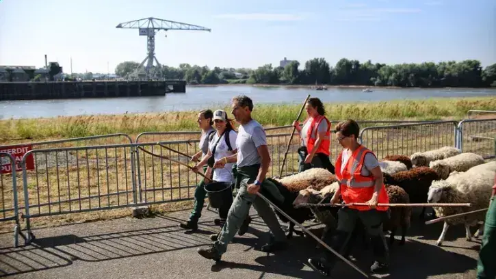 Pour rejoindre sa destination suivante, les douves du château, le troupeau a du emprunter les bords de Loire, enjamber le fleuve, croiser le tramway… Une vraie aventure pour ces onze moutons de Belle-Île, une race rustique d'origine bretonne.