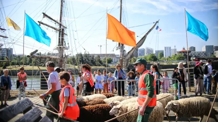 Quai de la Fosse, le troupeau a croisé la route des curieux venus admirer les grands voiliers invités d'honneur de la 3e édition de Débord de Loire.