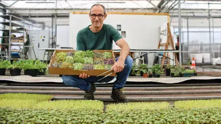 Gérald Cartaud sème et récolte des micro-pousses deux fois par semaine. Il en cultive 16 variétés différentes. © Romain Boulanger