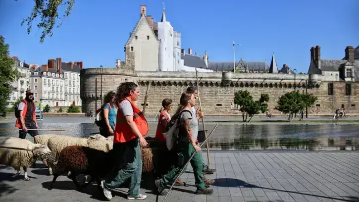 Mercredi 31 mai, les onze moutons de l'opération Transhu'Nantes ont rejoint le château des ducs de Bretagne depuis le parc des Oblates où ils pâturaient depuis le 17 mai. © Romain Boulanger pour la Ville de Nantes