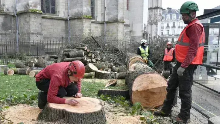 Pour assurer la traçabilité, les élagueurs marquent chaque tronc : essence, date, lieu et cause l'abattage.  © Rodolphe Delaroque