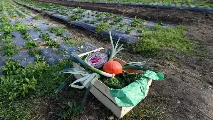 Face à la crise alimentaire, Nantes Métropole veut expérimenter, au niveau local, ce que pourrait être demain une « Sécurité sociale alimentaire » permettant l'accès à des produits frais et de qualité. © Marc Roger