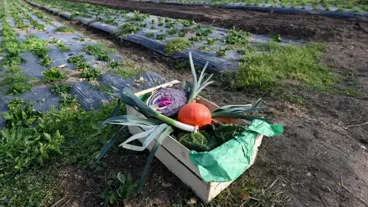Plusieurs fermes installées dans la métropole proposent à leurs visiteurs et clients d'aller directement cueillir leur panier de provisions dans les champs. Un bon moyen d'acheter ses fruits et légumes à moindre coût, tout en prenant un bon bol d'air frai