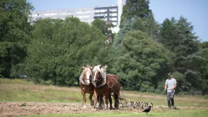Samedi 8 juin, sur le site de la future « vraie » ferme, les juments Uti et Frégate ont retourné la terre sous la conduite de Christophe et d'Étienne, de la ferme de la Hulotte. © Ludovic Failler
