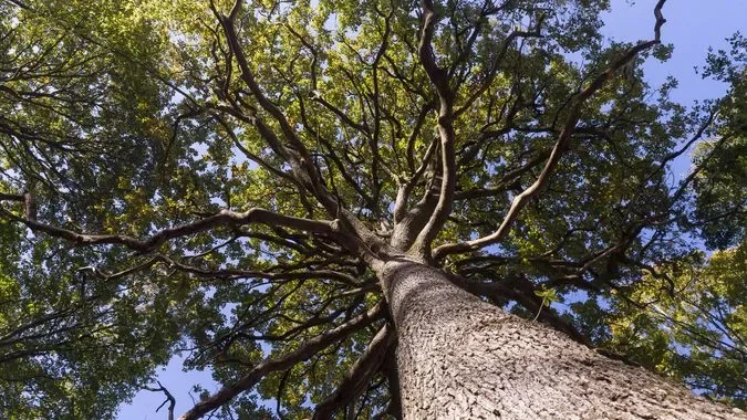 Une visite guidée de la forêt de Desnerie