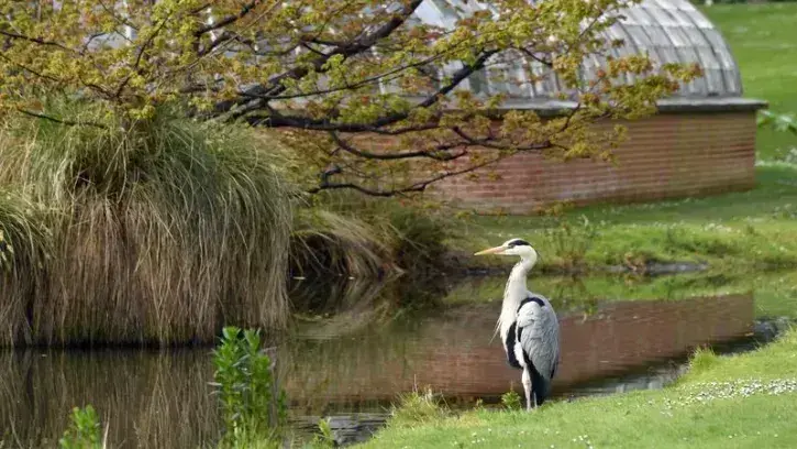 Héron au Jardin des plantes de Nantes © Rodolphe Delaroque