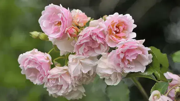 Nantes confirme son label « 4 fleurs »