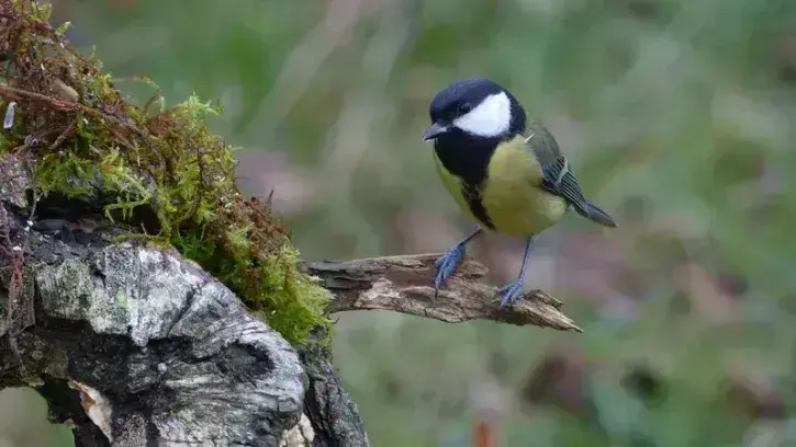 En 2023, 92 000 oiseaux et 85 espèces avaient été recensées. Ici, une mésange charbonnière. © Robin Ganne