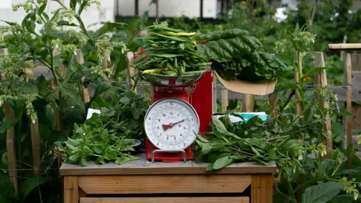 21 recettes concoctées par les jardiniers-habitants qui ont œuvré sur la saison 2 des Paysages nourriciers ont été réunies dans le livre « Du potager à l'assiette ».