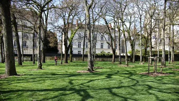 Un gazon rustique a été semé cet hiver sous les arbres du cours Saint-Pierre pour apporter de la fraîcheur et renforcer l'ambiance de sous-bois. D'ici l'été 2025, 8 000 m2 supplémentaires seront végétalisés sur les cours Saint-Pierre et Saint-André. © Rom