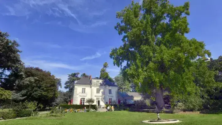 Haut de 38 m, le tulipier du parc de Procé est entré, samedi 12 octobre 2024, dans le cercle très restreint des Arbres remarquables de France, un label décerné depuis l'an 2000 aux arbres français aux caractéristiques extraordinaires, par l'association A.