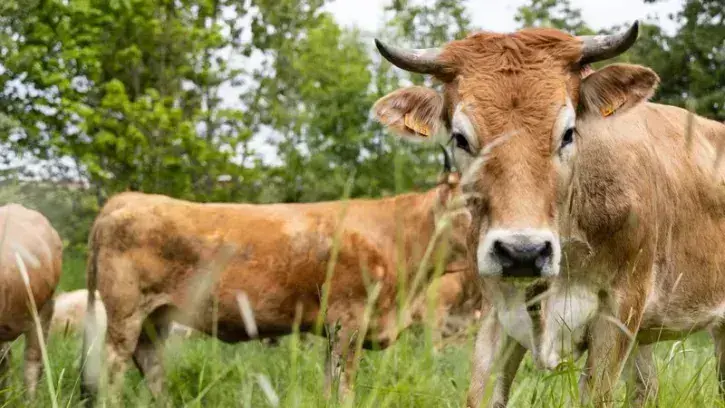 Parmi les invités de cette 2e édition de la Fête du local : la vache nantaise, à découvrir avec le conservatoire des races animales en Pays de la Loire. © Archives Jean-Félix Fayolle