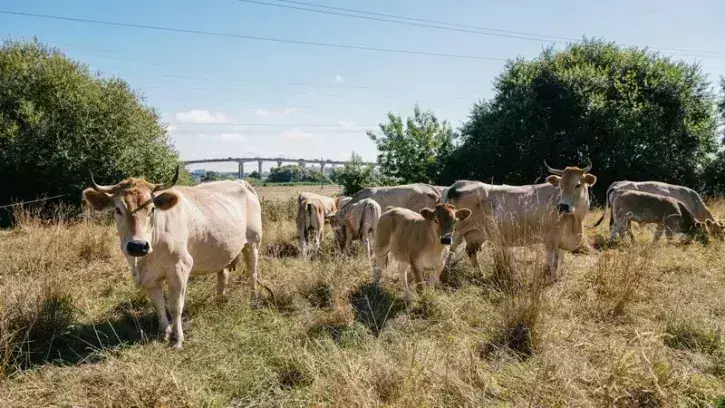 Depuis 15 ans, les « Nantaises » de la ferme des 9 journaux pâturent dans les marais de Bouguenais. © Clack - David Gallard