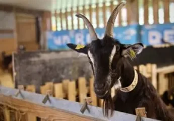 Une chèvre à la ferme Rêve de chèvre, à Vertou.